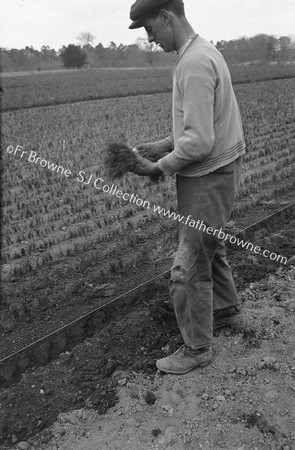 IN THE NURSERY FORESTRY ABOUT TO PLANT